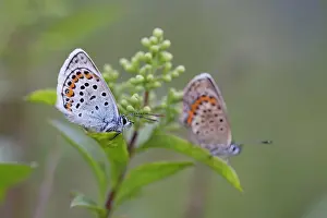 Studded: Silver Studded Blue Butterfly