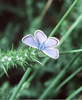 Heaths: Silver-studded Blue Butterfly