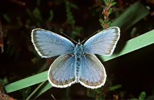 Heaths: Silver-studded Blue Butterfly