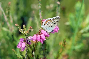 Argus: Silver-studded Blue Butterfly - male