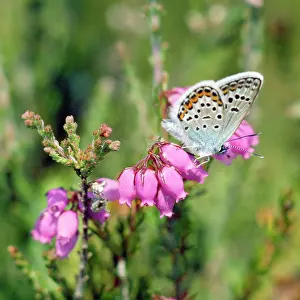 Argus: Silver-studded Blue Butterfly - male