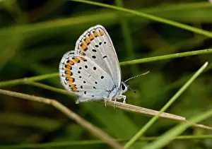 Lepidopterae: Silver-studded Blue Butterfly - male