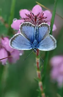 Argus: Silver-studded Blue Butterfly - male on cross-leaved Heath
