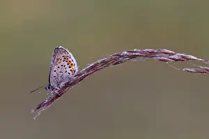 Argus: Silver-studded Blue Butterfly male on dewy grass