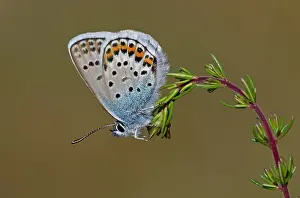Special: Silver-studded Blue Butterfly - male resting on