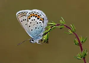 Special: Silver-studded Blue Butterfly - male resting on