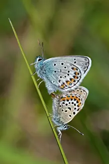 Argus: Silver-studded Blue Butterfly - pair mating - on grass stem