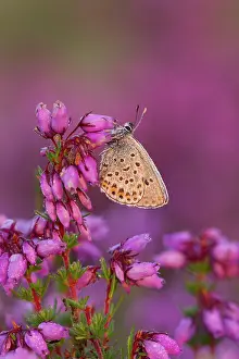 Guy Rogers: Silver-studded Blue Butterfly - resting on Bell
