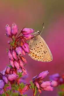 Guy Rogers: Silver-studded Blue Butterfly - resting on Bell