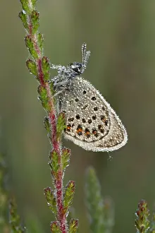 Guy Rogers: Silver-studded Blue Butterfly - resting on Heather
