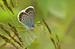 Argus: Silver-studded Blue (Plebejus argus). B ckebo