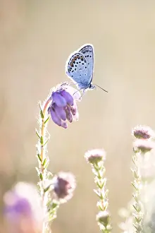 Argus: Silver-studded Blue (Plebejus argus) female but