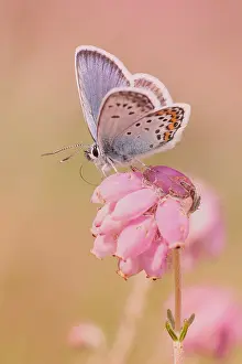 Argus: Silver-studded Blue (Plebejus argus) male drink