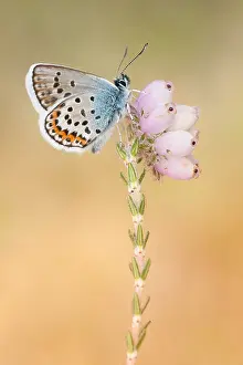 Argus: Silver-studded Blue (Plebejus argus) male resti