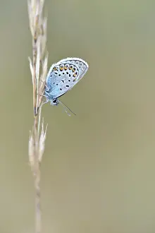 Argus: Grass