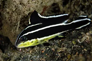 Sweetlips: Silver Sweetlips - Juvenile on night dive