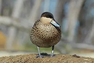 Teal: Silver Teal