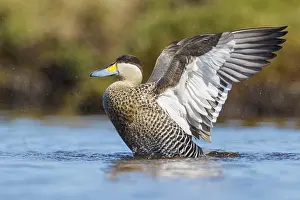 Tool: Silver Teal (Anas versicolor) swimming on a small pond in the Falkland Islands