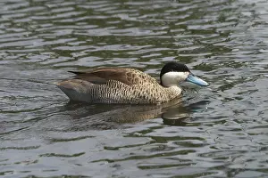 Teals: Silver Teal - in water