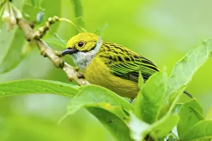 Tandayapa: Silver-throated Tanager