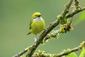 Ecuadoran: Silver-throated Tanager