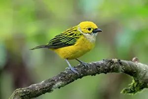 Cloud Forest: Silver-throated tanager, Tangara icterocephala