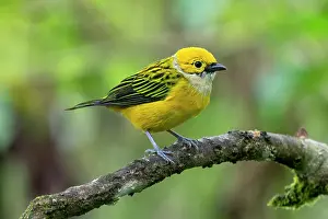 Cloud Forest: Silver-throated tanager, Tangara icterocephala
