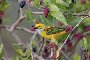Tangara: Silver-throated tanager Tangara icterocephala Feeding
