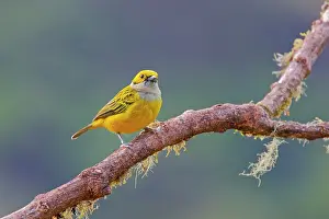 Tanagers: Silver Throated Tanager Tangara icterocephala San Gerardo de