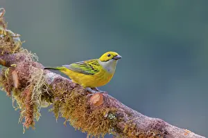 Tanagers: Silver Throated Tanager Tangara icterocephala San Gerardo de