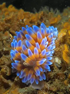 Capensis: Silver tip nudibranch (Janolus capensis), nudibranch