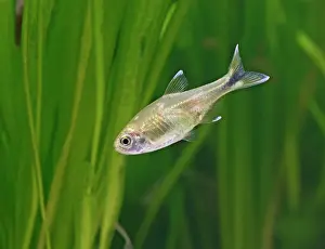 Tetra: Silver tipped tetra - side view, tropical freshwater