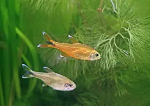 Tetra: Silver tipped tetras - side view, tropical freshwater