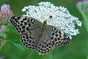 Fritillaries: Silver Washed Fritillary