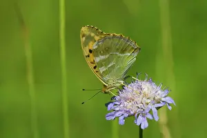 Washed: Silver-washed Fritillary