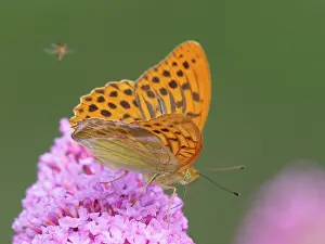 Washed: Silver-washed Fritillary