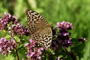 Washed: Silver-washed Fritillary (Argynnis paphia) female