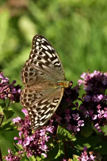 Washed: Silver-washed Fritillary (Argynnis paphia) female