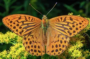 Grand: Silver-washed fritillary (Argynnis paphia) placed