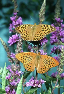 Patterning: Silver-washed fritillary butterfly
