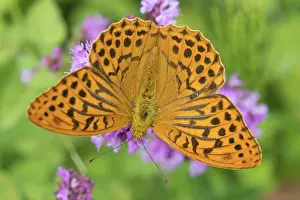 Nectar: Silver-washed Fritillary Butterfly