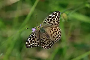 Paphia: Silver-washed Fritillary Butterfly - Darker coloured