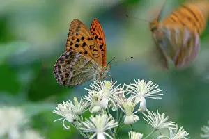 Paphia: Silver-washed Fritillary Butterfly - feeding on