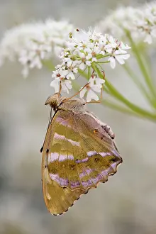 Paphia: Silver Washed Fritillary Butterfly - female on hogweed