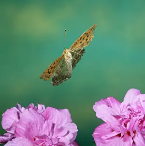 Paphia: Silver-washed Fritillary BUTTERFLY - in flight