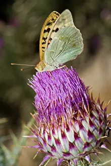 Paphia: Silver-washed Fritillary - Butterfly gathering