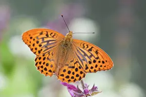 Paphia: Silver Washed Fritillary Butterfly - male