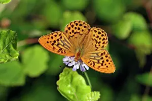 Paphia: Silver-washed Fritillary Butterfly - with wings