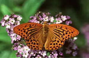 Chris Martin Bahr: Silver-washed Fritillary Butterfly - with wings open