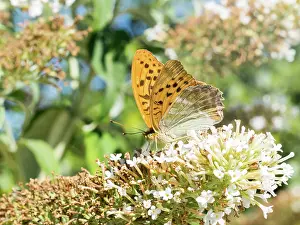 Fritillaries: Silver-washed fritillary - feeding on buddllea - France